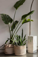 Cesta Twin Toffee, imagen 3.